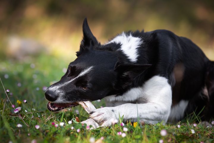Mindog | Masticare bene, vivere meglio: L'importanza della masticazione