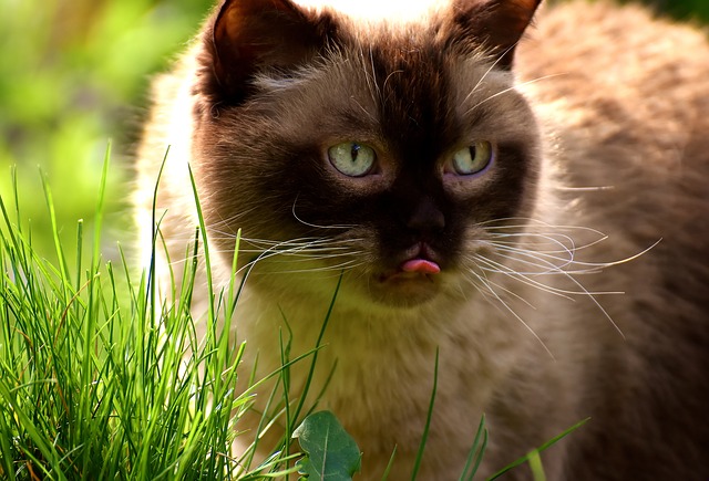 alimentos que o pet não podem comer