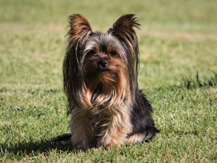 Yorkshire Terrier