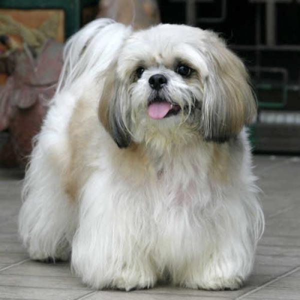 Lhasa Apso