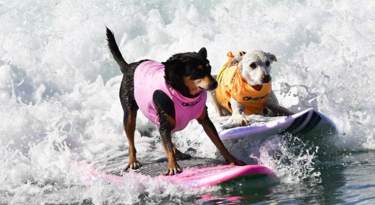 Esportes diferentes Surf Para Cachorros