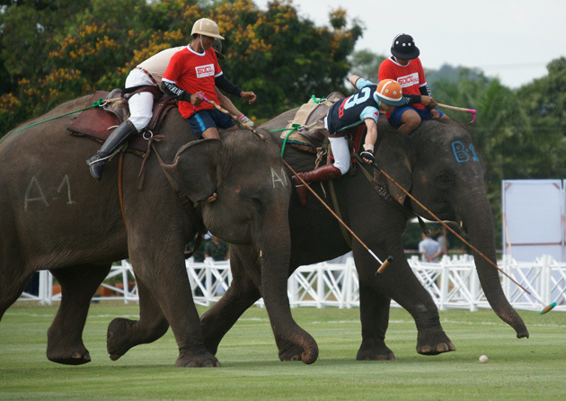 Polo Sobre Elefante