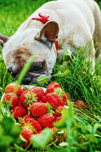 Frutas para os animais de estimação