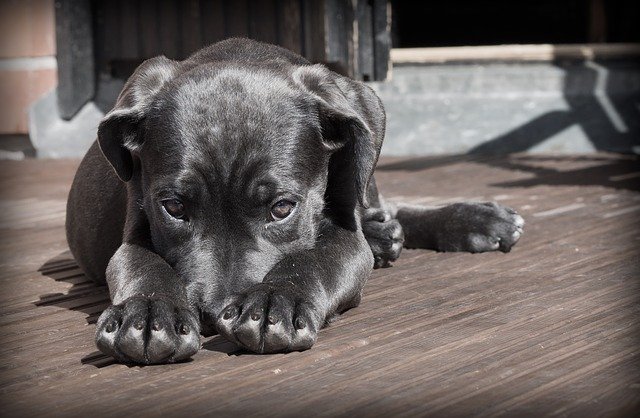 Sinais Que Seu Cachorro Sente Dor