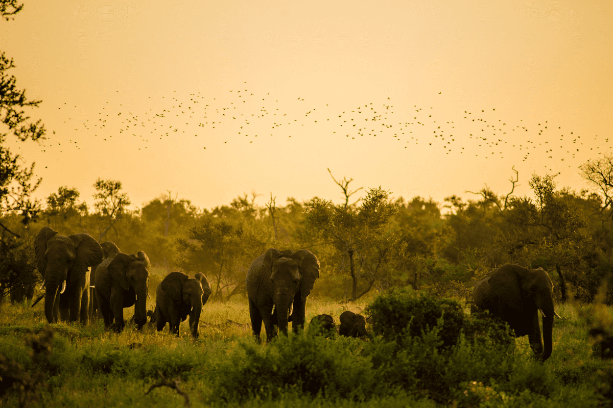 a group of elephants in a field