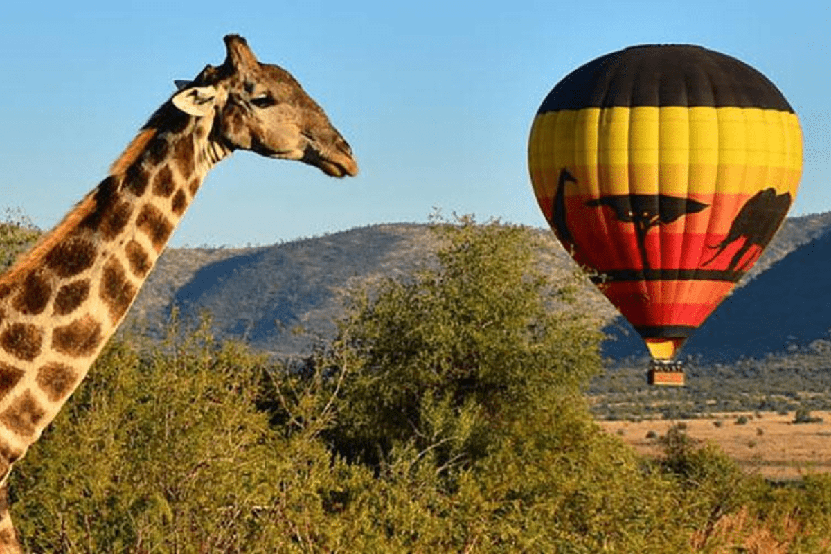 a giraffe standing next to a hot air balloon