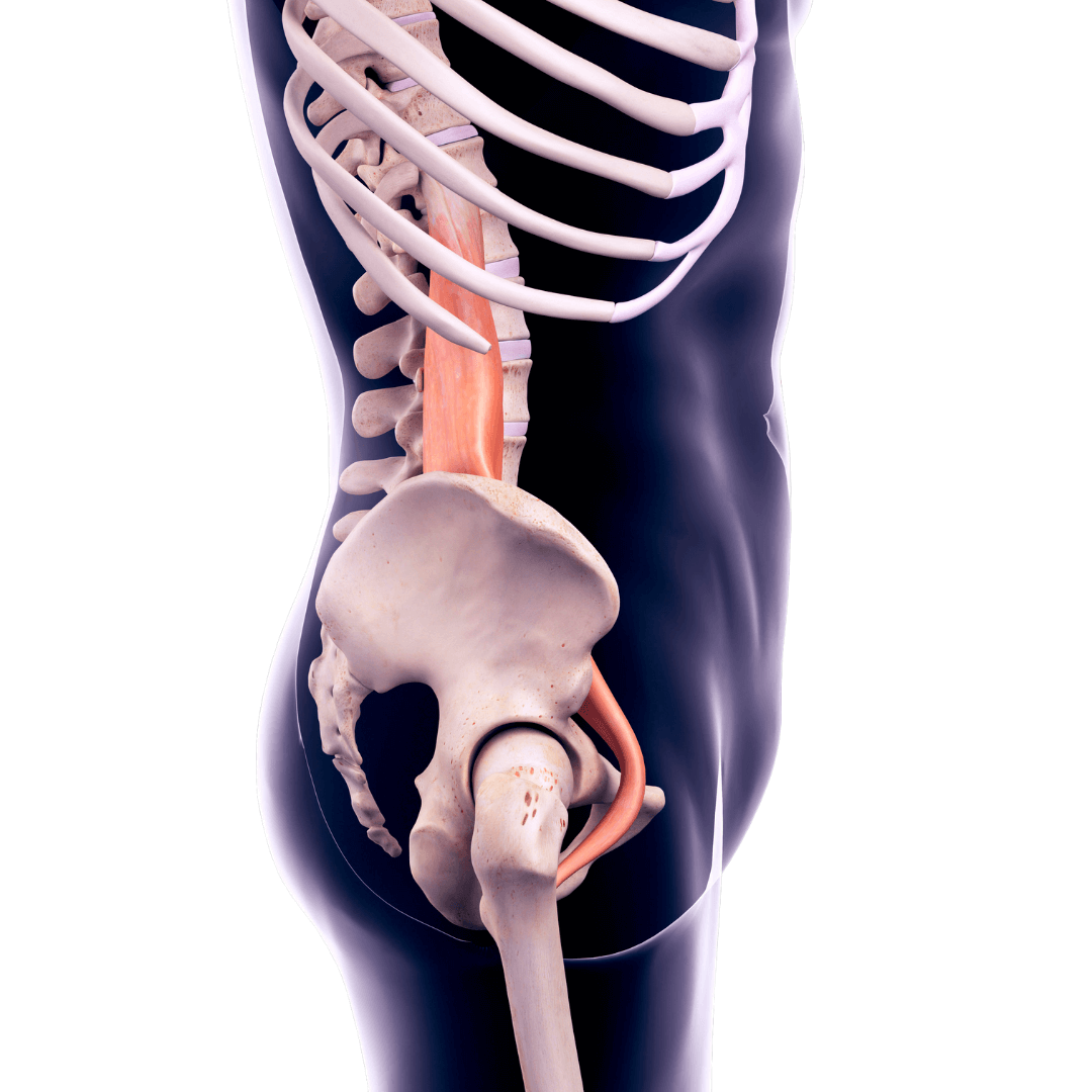 psoas